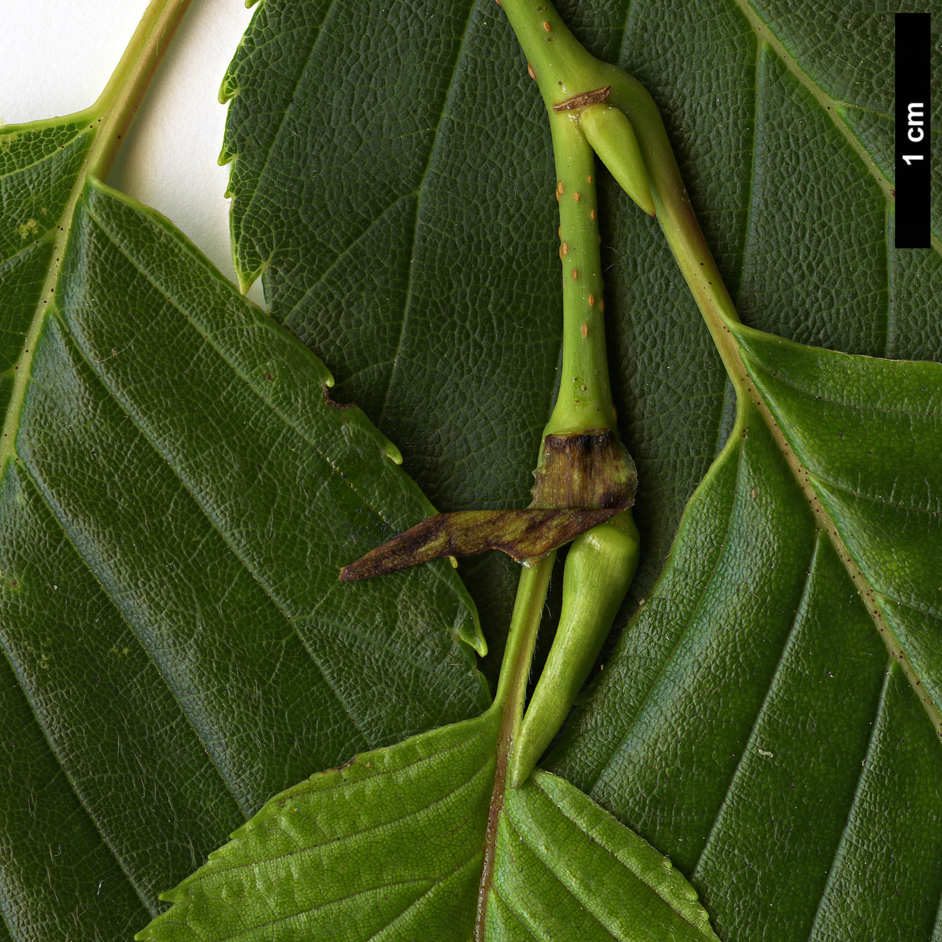 High resolution image: Family: Betulaceae - Genus: Alnus - Taxon: sieboldiana